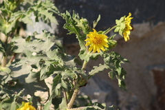 Smallanthus maculatus