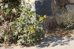 Smallanthus maculatus