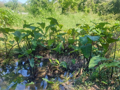 Colocasia esculenta