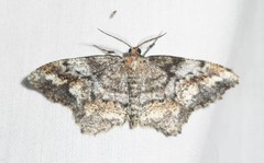 Hypagyrtis piniata