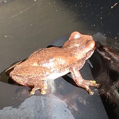Litoria balatus