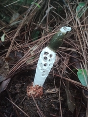 Staheliomyces costariquensis