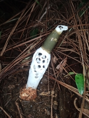 Staheliomyces costariquensis