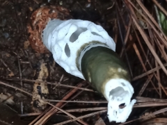 Staheliomyces costariquensis