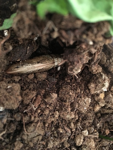 Swinhoe's Striated Hawkmoth