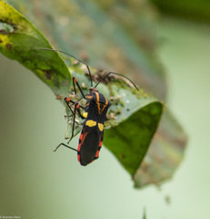Schaeferocoris ecuadorensis