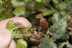 Callirhytis congregata