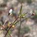 Oldenlandia subulata - Photo (c) Geoffrey Sinclair,  זכויות יוצרים חלקיות (CC BY-NC)