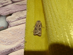 Agrotis vestigialis