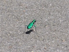 Cicindela sexguttata