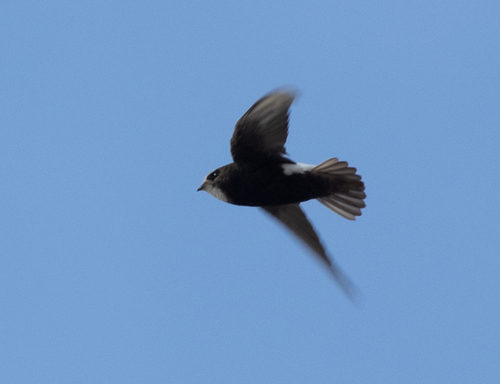Vencejo moro (Apus affinis)