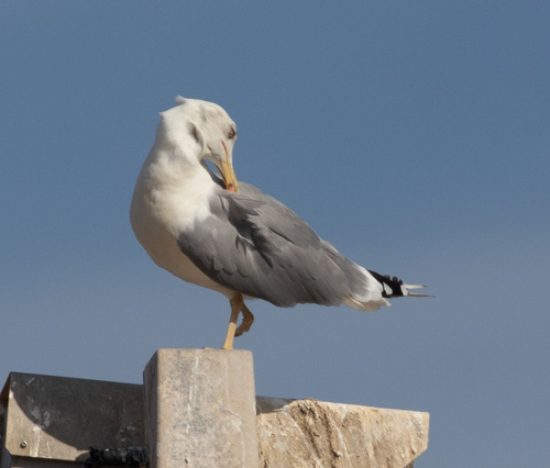 Gaviota patiamarilla (Larus michahellis)