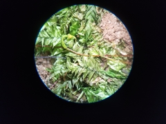 Rhynchostegium serrulatum