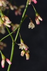 Eriogonum esmeraldense esmeraldense