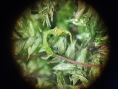 Rhynchostegium serrulatum