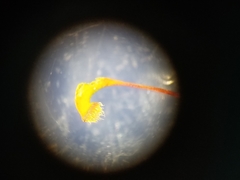 Rhynchostegium serrulatum