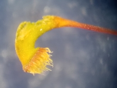 Rhynchostegium serrulatum