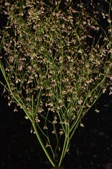 Eriogonum esmeraldense esmeraldense