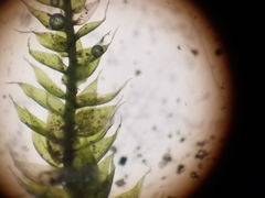 Rhynchostegium serrulatum