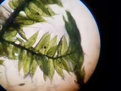 Rhynchostegium serrulatum