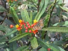 Phyciodes pallescens