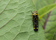 Aulacizes conspersa