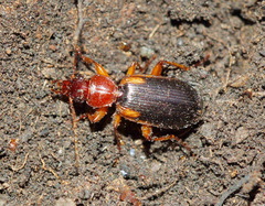 Cymindis humeralis