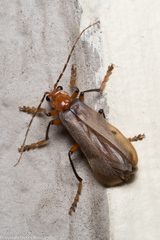 Pacificanthia consors