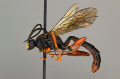 Diphyus apiculatus