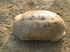 Indotestudo elongata