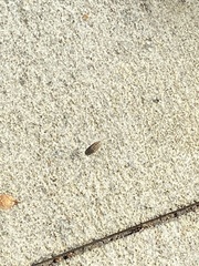 Armadillidium vulgare