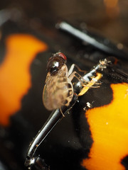 Mycodrosophila claytonae