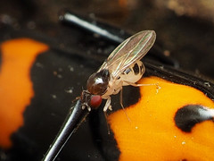 Mycodrosophila claytonae