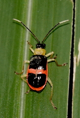 Paratriarius adonis