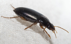 Notiobia terminata