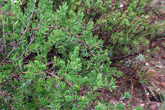 Asparagus crassicladus