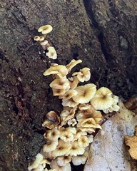 Trogia infundibuliformis