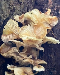 Trogia infundibuliformis