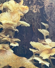 Trogia infundibuliformis