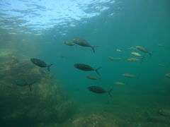 Caranx caballus