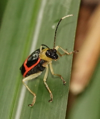 Paratriarius adonis
