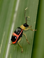 Paratriarius adonis