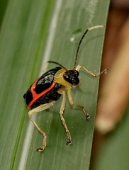 Paratriarius adonis