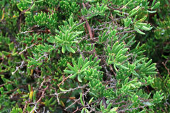 Asparagus crassicladus