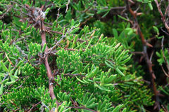Asparagus crassicladus