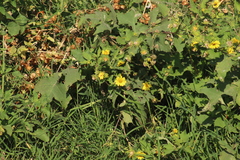 Smallanthus maculatus