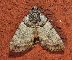 Catocala dulciola