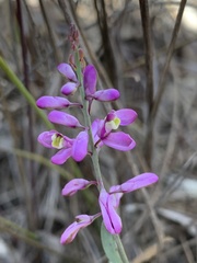 Comesperma polygaloides