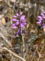 Comesperma polygaloides