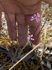Comesperma polygaloides